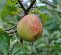 Pæregårds æble